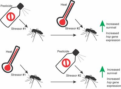 Heat shock proteins, thermotolerance, and insecticide resistance in mosquitoes